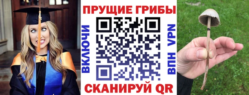 Галлюциногенные грибы Psilocybe  Георгиевск 